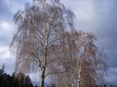 birch-tree-spring-65641.jpg