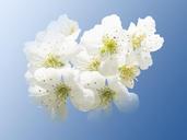 cherry-blossoms-hell-white-spring-243727.jpg