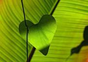 green-leaf-heart-shadow-play-547400.jpg