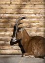 billy-goat-animal-horns-111367.jpg