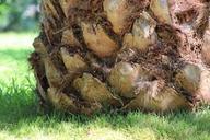 palm-tree-nature-trunk-palm-tree-511669.jpg