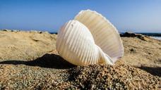 shell-beach-sea-sand-summer-1585704.jpg