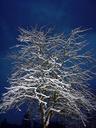 tree-winter-night-nature-snow-645803.jpg