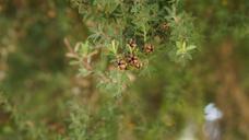 tea-tree-leptospermum-scoparium-426543.jpg