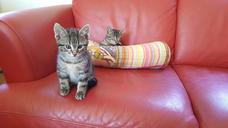 kittens-sofa-puppies-1651840.jpg