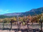 vineyard-constantia-western-cape-477999.jpg