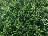 green-grass-field-nature-498009.jpg