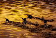 bird-river-flight-coot-japan-1441386.jpg