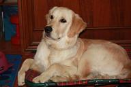 dog-animal-golden-retriever-642227.jpg