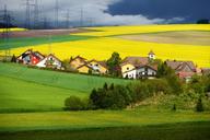 fields-mustard-nature-701557.jpg