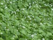 garlic-mustard-blossom-bloom-white-116292.jpg