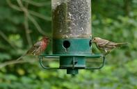 purple-finch-bird-finch-purple-988809.jpg