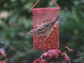 sparrow-bird-claws-out-bird-seed-463823.jpg