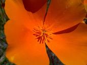 california-poppies-flower-orange-173198.jpg