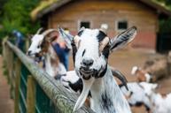 goat-goatee-portrait-billy-goat-1600886.jpg