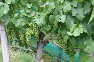 wine-vines-grapes-vineyards-207781.jpg