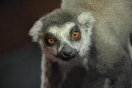 lemur-animal-exhibit-1252021.jpg