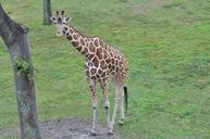 giraffe-savannah-nature-animal-648279.jpg