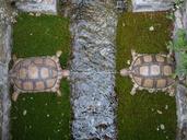 water-feature-turtles-hellbrunn-117493.jpg