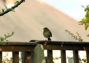 robin-perched-young-bird-fly-285151.jpg