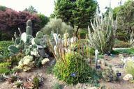 Succulents - Mendocino Coast Botanical Gardens - DSC02241.JPG