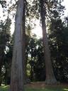 redwoods-sequoia-redwood-trees-247951.jpg