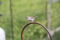 sparrow-chipping-sparrow-bird-808767.jpg