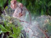 spider-webs-covered-tree-cobweb-53187.jpg