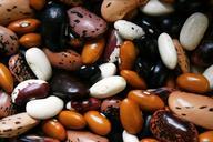 beans-legume-food-proteins-1001032.jpg