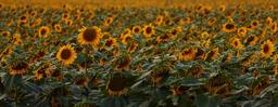 sunflowers-meadow-flowers-1081871.jpg