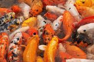 fishes-colourful-beautiful-koi-835473.jpg