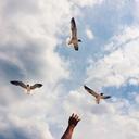 seagulls-sky-bird-flight-flying-598184.jpg