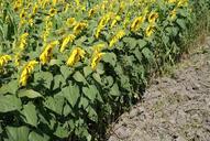 sunflowers-field-landscape-519211.jpg