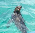 sea-lion-face-marine-nature-911992.jpg