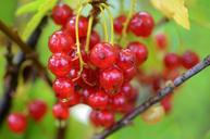 berry-red-food-fruit-healthy-870567.jpg