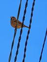 sparrow-sky-cables-992781.jpg