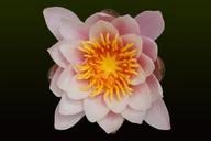 water-lilies-nymphaea-lake-rose-372633.jpg