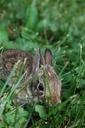 bunny-rabbit-cute-adorable-easter-1557168.jpg