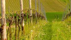 vines-vineyard-grapevine-217561.jpg