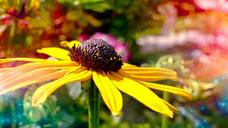 summer-flower-yellow-summer-flower-1556864.jpg