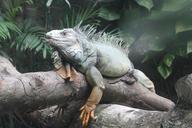 reptile-animal-wild-green-zoo-1530155.jpg