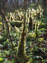 moss-bemoost-back-light-1194790.jpg