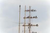 sailing-masts-harlingen-wadden-sea-443403.jpg