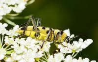 beetle-insects-flower-macro-580913.jpg