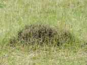 ant-hill-anthill-meadow-glade-167471.jpg