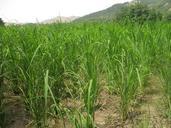 rice-farm-agriculture-countryside-714092.jpg