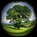 ball-about-tree-nature-meadow-sky-598817.jpg