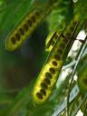 seeds-pods-acacia-acacia-karroo-73861.jpg