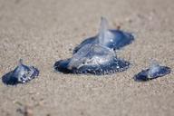 jellyfish-medusae-blue-beach-sand-74409.jpg