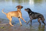 dogs-water-play-655164.jpg